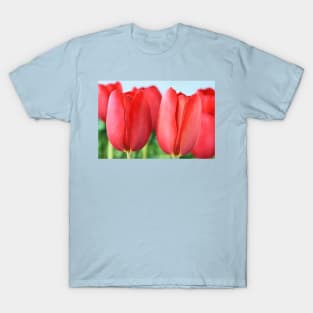 Tulipa 'Sky High Scarlet' Single Late Tulip T-Shirt